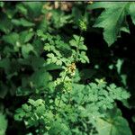 Thalictrum occidentale Hábito