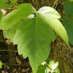 Toxicodendron radicansLehti