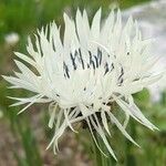 Centaurea cheiranthifolia Blodyn