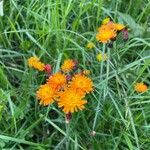Pilosella guthnikiana Flor