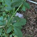 Potentilla norvegica Hoja