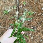 Pterocaulon virgatum Flower