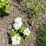 Petunia axillaris Flower