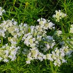 Pycnanthemum tenuifolium Λουλούδι