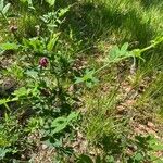 Lathyrus niger Tervik taim