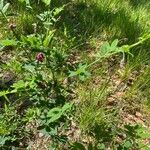 Lathyrus niger Habitus