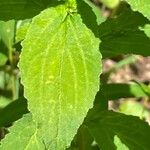 Lobelia inflata Leaf