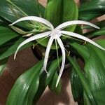 Hymenocallis fragrans Floro