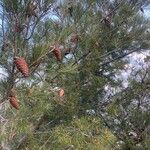 Pinus halepensis Leaf