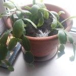 Schlumbergera bridgesii Flor
