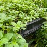 Plectranthus rotundifolius Blad