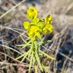 Euphorbia segetalis অভ্যাস