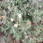 Frankenia ericifolia Flor
