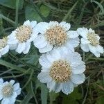 Achillea ptarmicaFloare