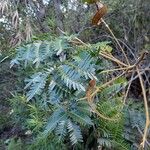 Archidendropsis macradenia Habit