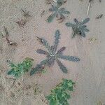 Launaea capitata Feuille