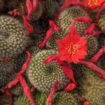 Rebutia minuscula Цвят