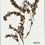 Corrigiola madagascariensis Otro