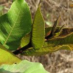 Neocarya macrophylla Folha