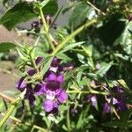 Angelonia biflora 花