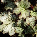 Heuchera sanguinea Hoja