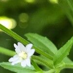 Epilobium ciliatum Frunză