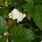 Jasminum sambac 花