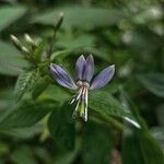 Cleome rutidosperma Blüte