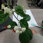 Clerodendrum thomsoniae Flower