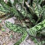 Gasteria obliqua Leaf