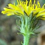 Picris hieracioides Flower