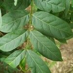 Wisteria frutescens Leaf