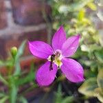 Sabatia campestris Flower