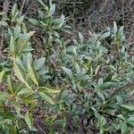 Prunus laurocerasus Habitus