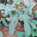 Philodendron bipennifolium 葉