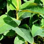 Hypericum richeri Leaf