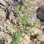 Eryngium tricuspidatum Blad