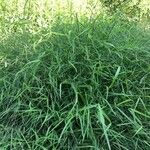 Ancistrachne numaeensis Hoja
