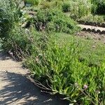 Cirsium monspessulanum Habit