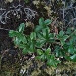 Alchemilla saxatilis Blad