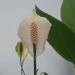 Spathiphyllum cannifoliumFleur