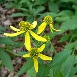 Verbesina alternifolia Flower