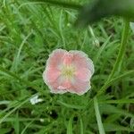 Papaver dubiumBlüte