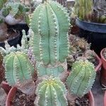 Euphorbia polygona Φύλλο