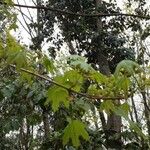 Acer circinatum Blomma