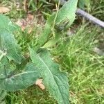 Sonchus oleraceus Fulla