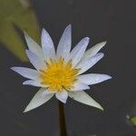 Nymphaea elegans Floare