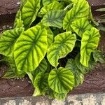 Alocasia clypeolata Leaf