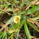 Chamaecrista nictitans Çiçek