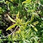 Adenocarpus hispanicus ᱥᱟᱠᱟᱢ